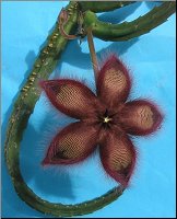 Stapelia 10 A 